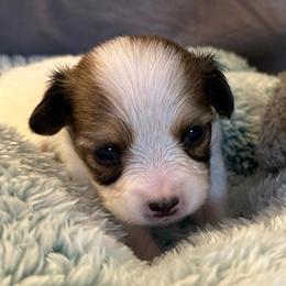 George - White and sable male Papillon puppy in Central Florida, Florida from Sunshine Papillons Central Florida