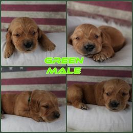 Male pick 5 - Dark golden male Golden Retriever puppy in Harrisburg, North Carolina from Bunn Ranch Goldens & Bernese