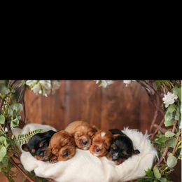 Cavalier King Charles Spaniel puppies from Sweet Southern Cavaliers