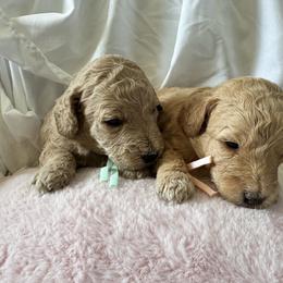 Bernedoodle, Cockapoo, and Goldendoodle Puppies from Avery Doodle Day LLC