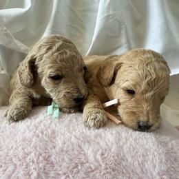 Bernedoodle, Cockapoo, and Goldendoodle Puppies from Avery Doodle Day LLC