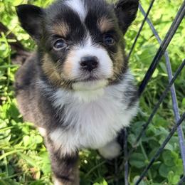 Girl 2 - Black tri female Miniature Australian Shepherd puppy in Arcadia, Indiana from Sunset Cowgirl Mini Aussies