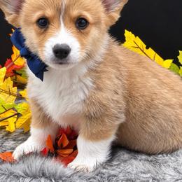 Reese - Sable and white male American Corgi puppy in Missouri from Country Legends Aussies & Corgis