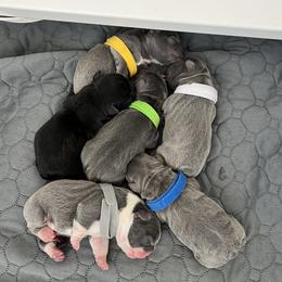 French Bulldog puppies from Summit View Frenchies