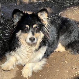 Blackberry - Pembroke Welsh Corgi
