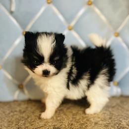 Keebler - Black and tan parti male Pomeranian puppy in Buck Valley, Pennsylvania from Buck Valley Pomeranians