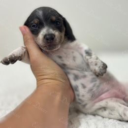 Coraline - Piebald female Dachshund puppy in Lakeland, Florida from Elite Doxies Florida