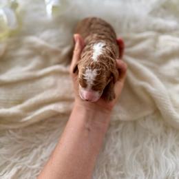 Maple girl - Red  female Goldendoodle puppy in Rio Linda, California from Plush Doodles