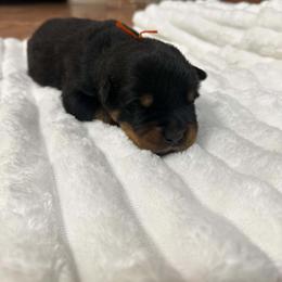 Orange Male - Black and mahogany male Rottweiler puppy in Humble, Texas from Inexorable Haus Early Rotts