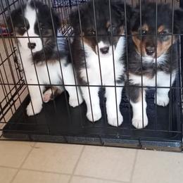 Australian Shepherd puppies from Sundance Australian Shepherds