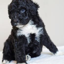 Portuguese Water Dog Puppies from Cornerstones Porties
