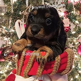 Sabrina-AKC Full - Black and tan female Dachshund puppy in Bates City, Missouri from Gray Wall Dachshunds