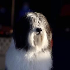 "Bella" Polish Lowland Sheepdog All Grown Up from EnchantingPON