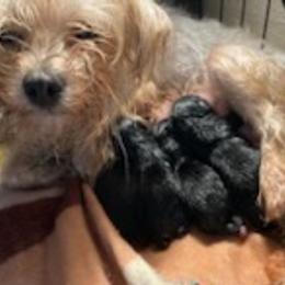 Morkies from Khloe’s House