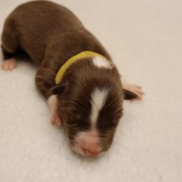Yellow Collar - Red male Border Collie puppy in Courtland, Alabama from C Bar C Ranch Border Collies