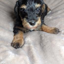 Boy 2 - Black male Schnoodle puppy in Holmesville, Ohio from Pawsome Puppies