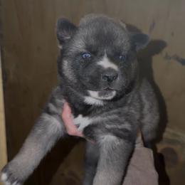 Girl 1 - Agouti and white female Siberian Husky puppy in Iron River, Wisconsin from Wiemeri Siberians