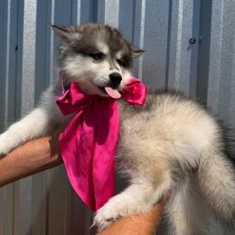 Cucumber - Gray and white female Siberian Husky puppy in Folsom, Louisiana from Geaux Fluffy