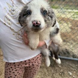 Gretle - Blue merle female Australian Shepherd puppy in Four Oaks, North Carolina from RoseWest Farms