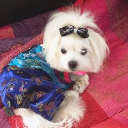 Mickey - Maltese