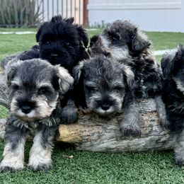 D Angelo's Lux - Salt and pepper male Miniature Schnauzer puppy in Wildomar, California from My Angel Schnauzers