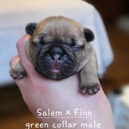 Green Collar male - Fawn male French Bulldog puppy in Hamler, Ohio from Smith's Small Town Frenchies
