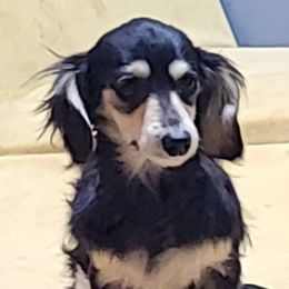 Finley - Dachshund