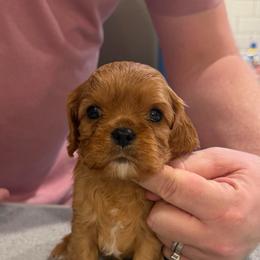 Adam - Light Green Boy - Ruby male Cavalier King Charles Spaniel puppy in Little Rock, Arkansas from Montra Japanese Chin & Cavalier King Charles Spaniels