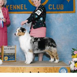 Gisselle - Australian Shepherd