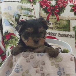 Aurora - Blue and gold female Yorkshire Terrier puppy in Pinellas Park, Florida from Silversands Yorkshire Terriers