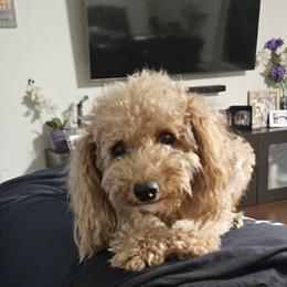 Nala - Poodle