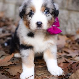 Bliss - Blue merle female Australian Shepherd puppy in Georgetown, Texas from River Reign Australian Shepherds