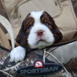 English Springer Spaniel Puppies from White Pine Springer Spaniels