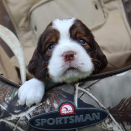 English Springer Spaniel Puppies from White Pine Springer Spaniels