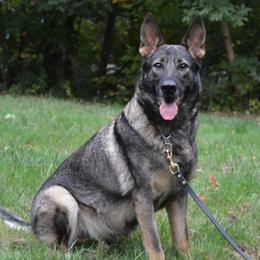 Elka - German Shepherd