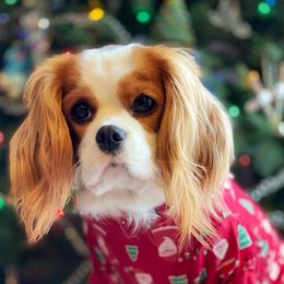 Cavalier King Charles Spaniels from Wright Cavaliers