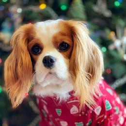 Cavalier King Charles Spaniels from Wright Cavaliers