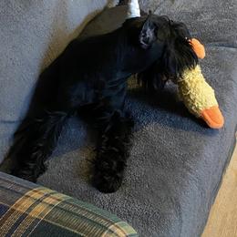 "Cash" Standard Schnauzer Puppies from Stahlkrieger Standard Schnauzers