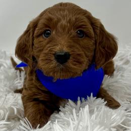 Meli's Blue Female - Apricot female Goldendoodle puppy in Great Falls, Montana from Montana Goldendoodles