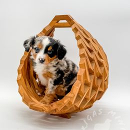 Jewel - Blue merle Miniature Australian Shepherd puppy in Covington, Pennsylvania from Rigas Mini Aussies LLC