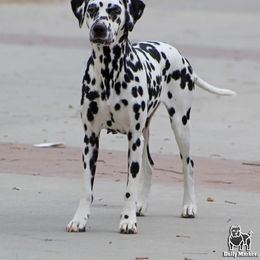 Rain - Dalmatian