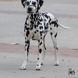 Rain - Dalmatian