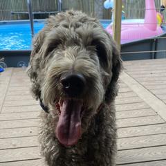 Molly - Labradoodle