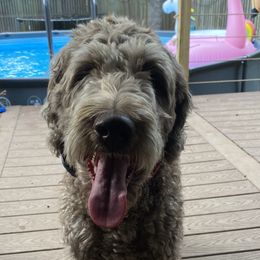 Molly - Labradoodle