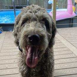 Molly - Labradoodle