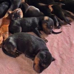 AKC Registered Full European Doberman Pinschers - Black and rust female Doberman Pinscher puppy in Fort Lauderdale, Florida from Lakewood European Dobermann Kennel