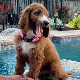 Green Collar - Parti male Goldendoodle puppy in Eunice, Louisiana from Maison De Pawz