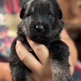 Fester- Blue Collar - Black and tan male German Shepherd puppy in Barnhart, Missouri from Combat Creek German Shepherds