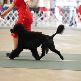 Portuguese Water Dog All Grown Up from HiBisKiss