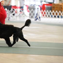 Portuguese Water Dog All Grown Up from HiBisKiss
